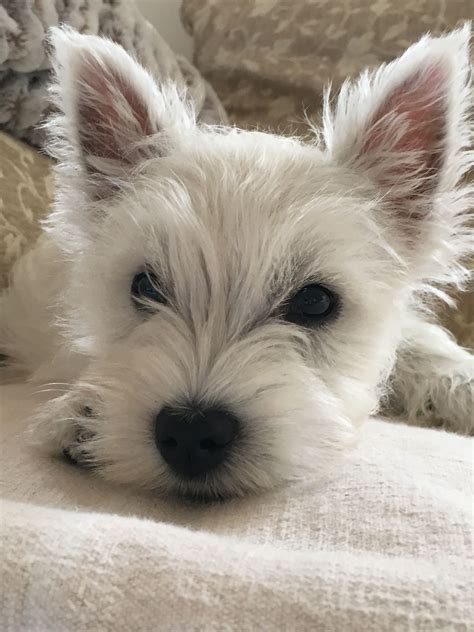 Épinglé par Monica sur Westies | Animaux mignons, Chiot, Animaux