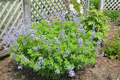 Blue Wild Indigo (Baptisia australis) in Fort Wayne, Indiana (IN) at ...