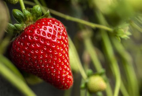 UC Davis Releases 5 New Strawberry Varieties