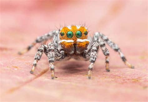 New Species of Dancing Peacock Spider Discovered | Biology | Sci-News.com