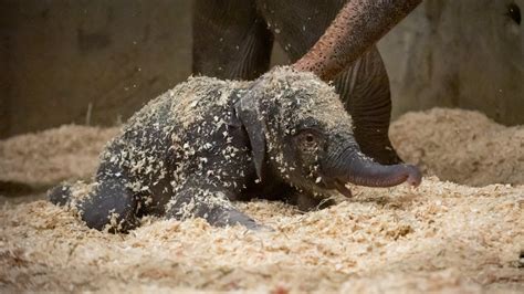 Baby elephant born at Columbus Zoo, shows off its cuteness immediately ...