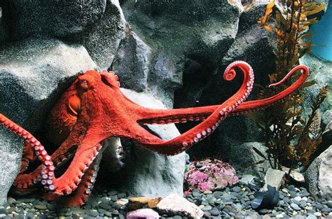 Giant Pacific Octopus Facts, Habitat, Diet, Life Cycle, Baby, Pictures