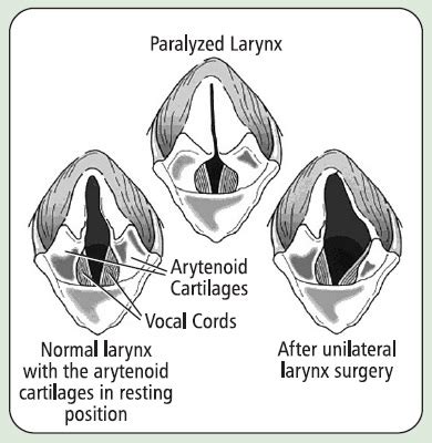 What Causes Laryngeal Paralysis In Dogs