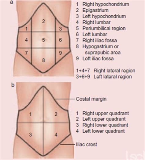 Etiology of the Abdomen Diagram | Quizlet