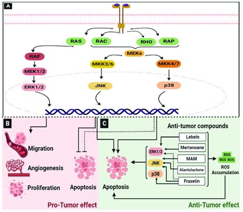 The MAPK signaling pathway in colorectal cancer. (A) Schematic ...