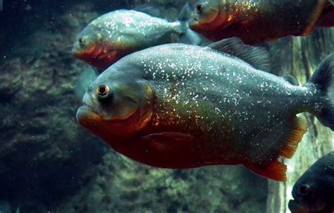 Piranha Facts & Information, With Pictures & Video.