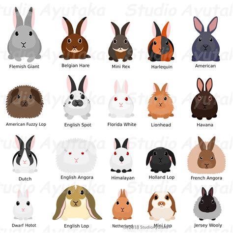 Rabbit Breeds Poster | ubicaciondepersonas.cdmx.gob.mx