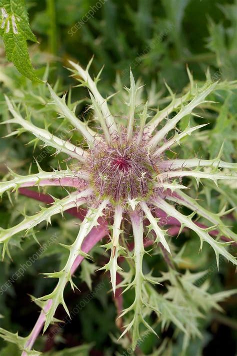 Carlina acaulis ssp. simplex - Stock Image - C016/4370 - Science Photo ...