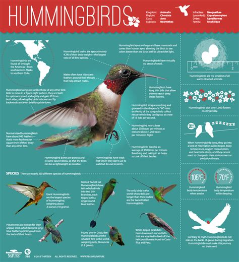 Hummingbirds: Magic in the Air | Infographic: All About Hummingbirds ...