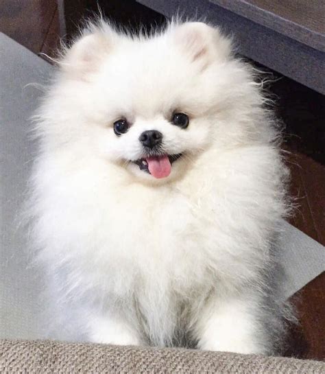 Pom White Pomeranian Cute Puppies - Pets Lovers