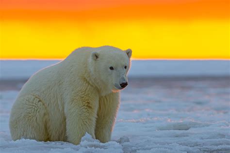 Climate change is forcing polar bears to eat garbage | Live Science