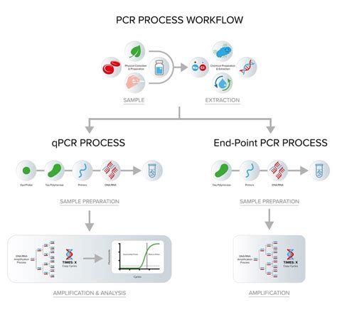 PCR Process Steps Explained - Cole-Parmer