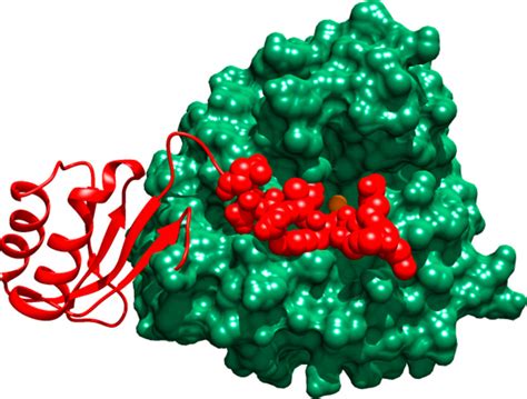 Phenylalanine Hydroxylase Structure