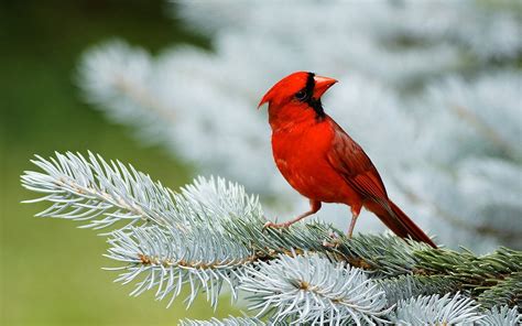 Winter Birds Wallpaper - WallpaperSafari