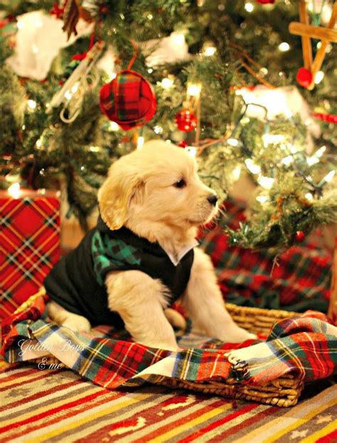 Golden Retriever puppy under a Christmas tree. | Dog christmas pictures ...