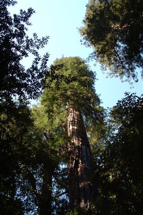 Portola Redwoods State Park - Sempervirens Fund