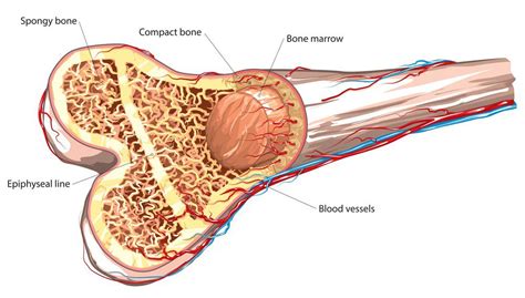 Bone Marrow - What is it? Structure, Function, Diseases.