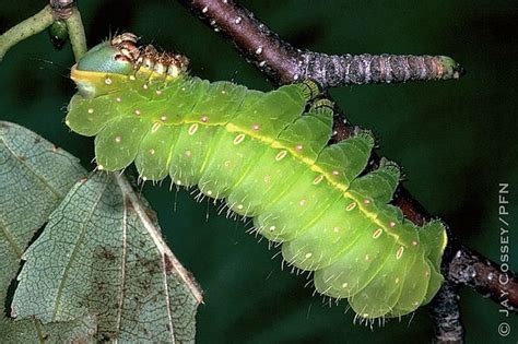 Luna moth (Actias luna) caterpillar PFN | Luna moth, Caterpillar insect ...