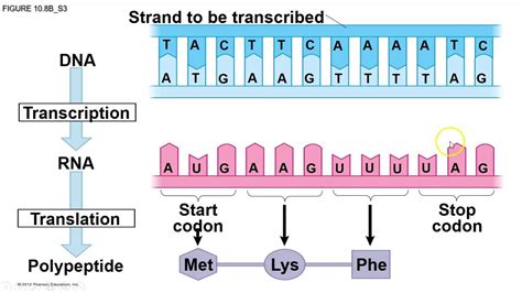 Modifications of DNA – The Science Herald