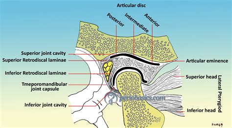 Temporomandibular joint and occlusion – periobasics.com