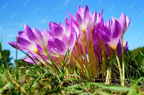 Free Photo | Spring crocus flowers on a sunny day