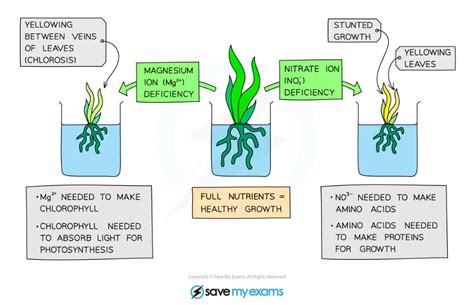 Edexcel A (SNAB) A Level Biology:复习笔记4.2.3 Importance of Water ...