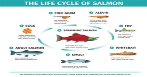 Salmon Life Cycle - Learn About Nature