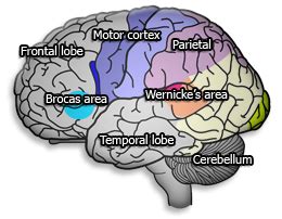 qEEG Brain Map