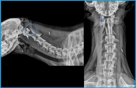 Case A case of atlanto-axial instability in a small dog | VetPixel