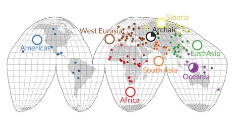 Ancestral humans had more DNA