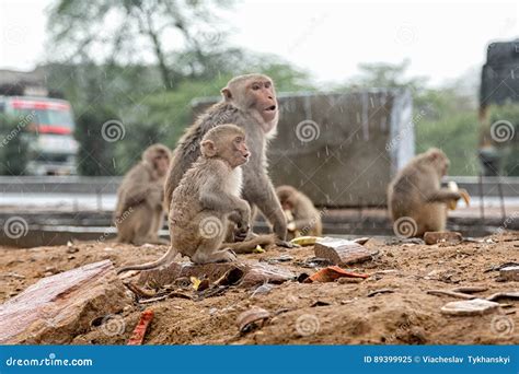 Monkeys in Indian Town stock image. Image of animal, nature - 89399925