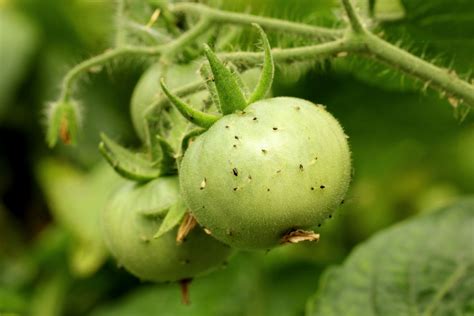 How To Keep Aphids Off Tomato Plants - 4 Simple Tips To Success