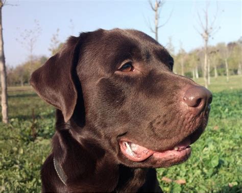 Imperecheri caini de rasa Labrador Retriever, Mascul Labrador ...