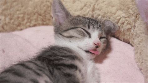 Sleepy Cat GIF - Find & Share on GIPHY