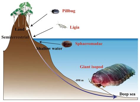 Genome Spotlight: Giant Isopod (Bathynomus jamesi) | The Scientist ...