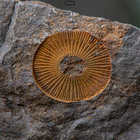 Devonian Fossils