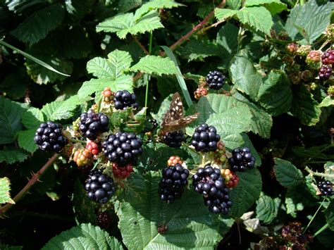 HERBAL PICNIC: BLACKBERRY/BRAMBLE