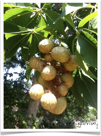 Ohio Buckeye Tree Identification || Identifying Aesculus glabra