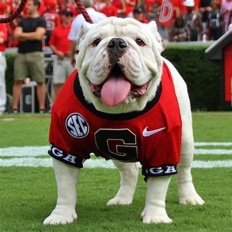 Rank the cutest canine college football mascots | Playbuzz