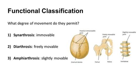 Joint structure and function MBLEX Flashcards | Quizlet