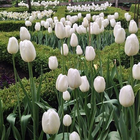 White tulip garden | Flowers | Pinterest