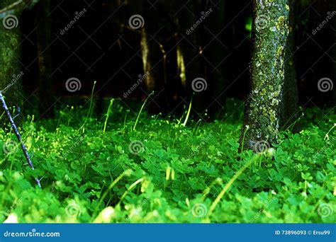 Dark Forest Entrance stock image. Image of light, environment - 73896093