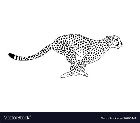 Black line hand drawn running cheetah Royalty Free Vector