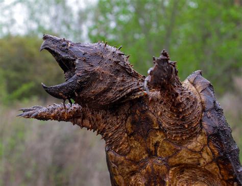 Alligator Snapping Turtle Size Comparison : Temminckii is one of the ...