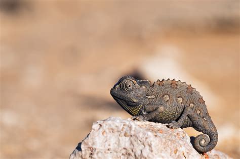 The Namib Desert Namibia Safari: Facts & Namib Desert Map