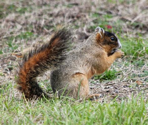 Parker's Barkers: Florida's Endangered Sherman Fox Squirrel