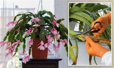 Christmas cactus pruning: ‘Best time’ to prune festive houseplant for a ...