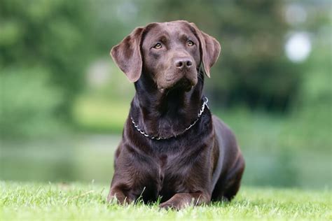 Chocolate Labrador: Everything You Need To Know - Marvelous Dogs