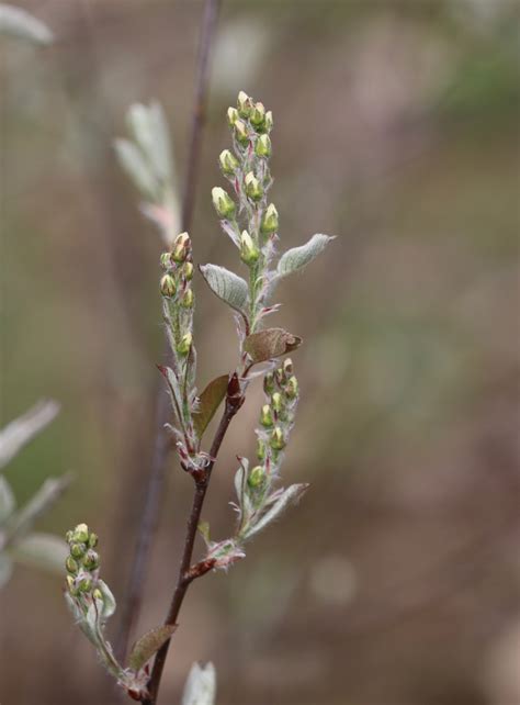 Salix – Willows | Trees Canadensis