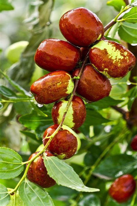 The Jujube Tree - Guzman's Garden Centers